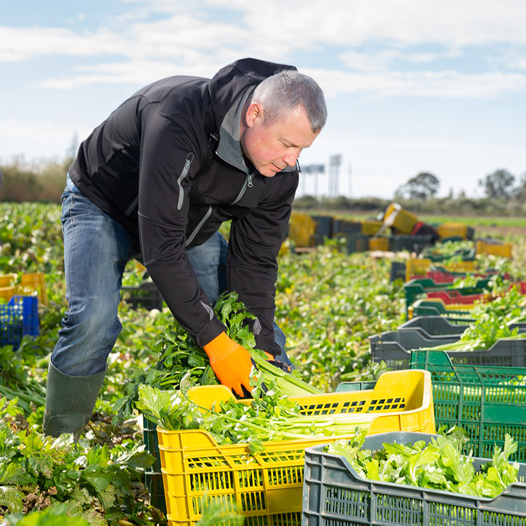 Seasonal worker